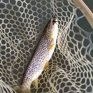 Meet your Posher, Nathan